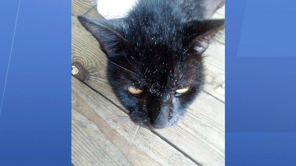 The stray cat was known to some as "Severus" from the Harry Potter films. He was a mainstay on Cocoa Beach. (PHOTO: Nikki Young)