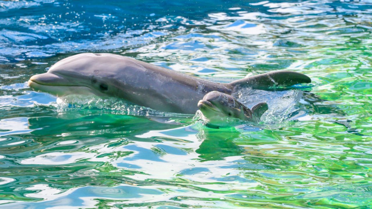 A baby dolphin was born at SeaWorld Orlando's dolphin nursery on September 29. (Courtesy of SeaWorld)