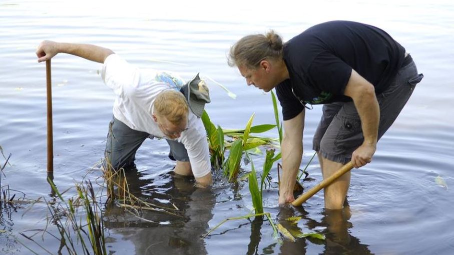 Seminole Soil and Water Conservation District Supervisor David Mahnken (left) and board chair Ed Young plant aquatic plants in Lake Howell to help protect the shorelines. (Courtesy of Ed Young)