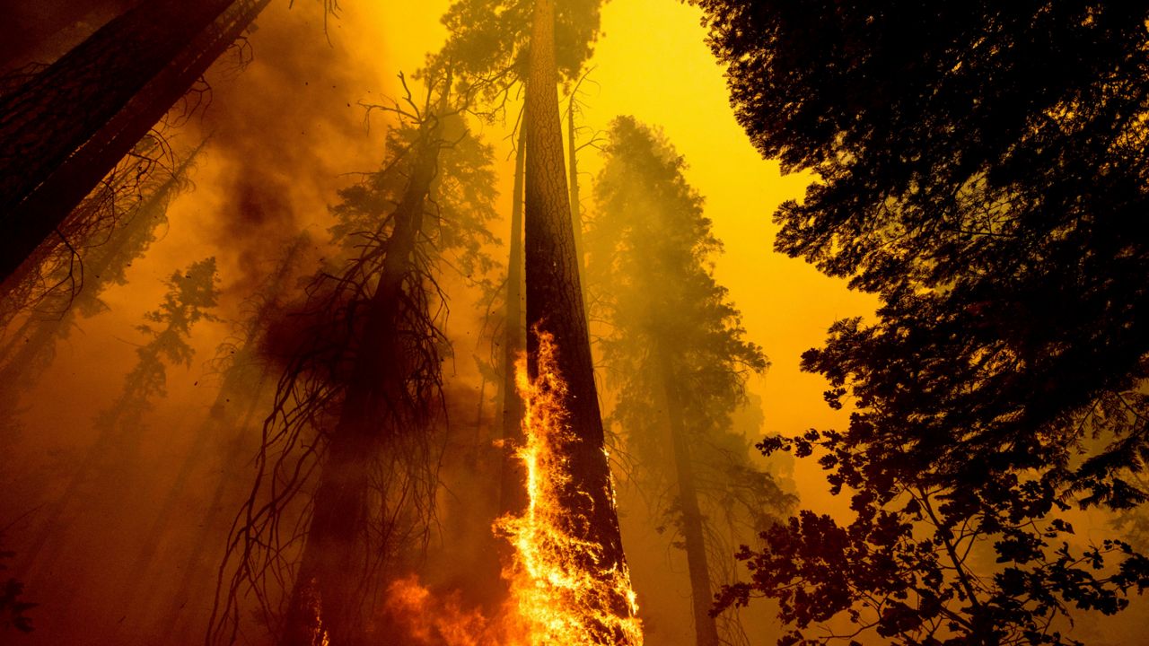 Flames burn up a tree as part of the Windy Fire in the Trail of 100 Giants grove in Sequoia National Forest, Calif. (AP Photo/Noah Berger, File)