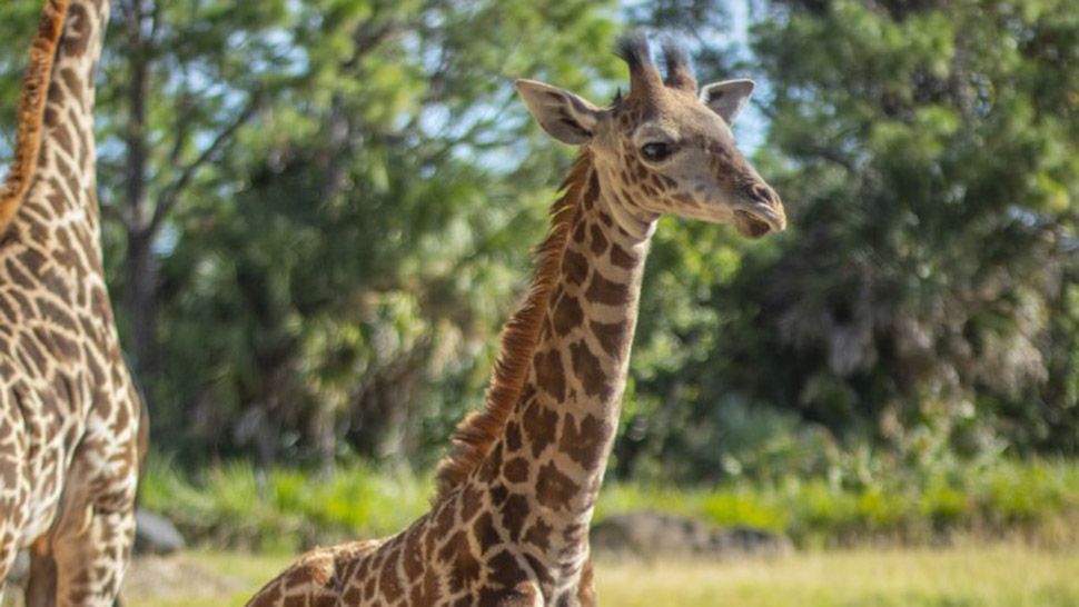 T-Bone, a nearly 1-year-old Masai giraffe at the Brevard Zoo, died last week from a parasitic infection. (Courtesy of Brevard Zoo)