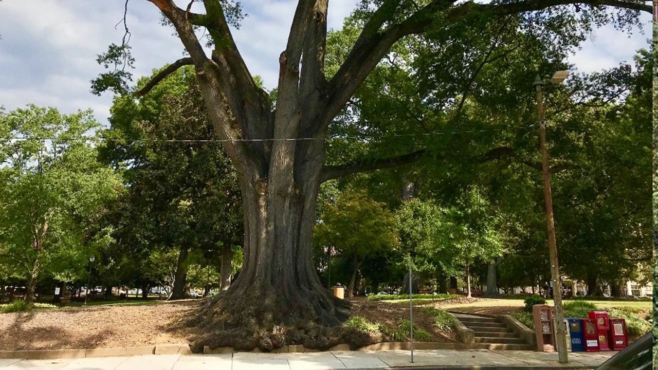 Iconic Oak Tree Coming Down Thursday in Downtown Raleigh