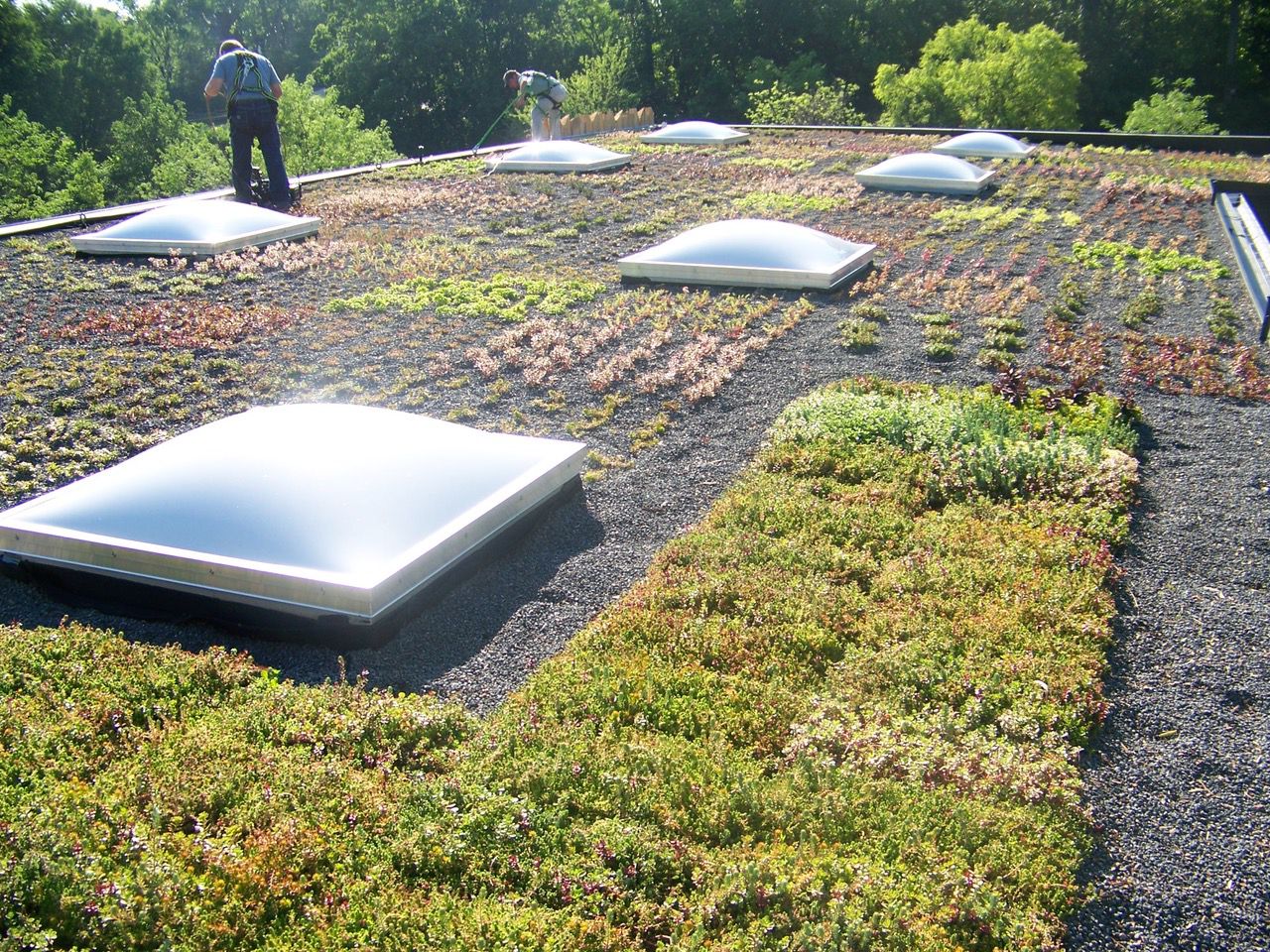 A 'green' roof at the Cincinnati Zoo and Botanical Garden features a variety of plans. (Photo courtesy of Cincinnati Zoo and Botanical Garden)