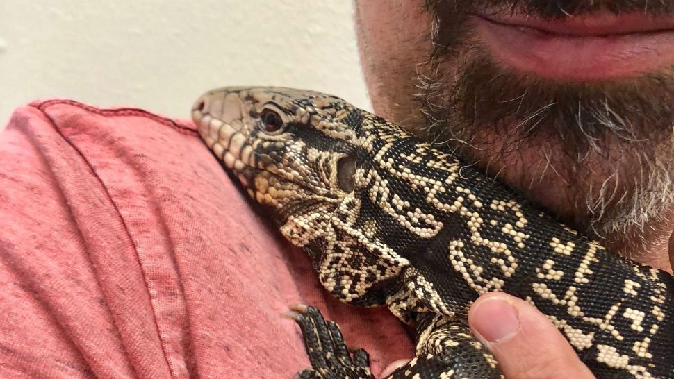 Dottie the lizard is reunited with her owner after being stolen from his backyard while she was sunning. (Courtesy: Animal Care Services)