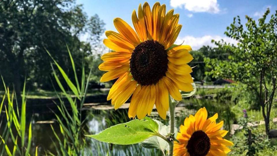 Sunflowers in Sunny Weather