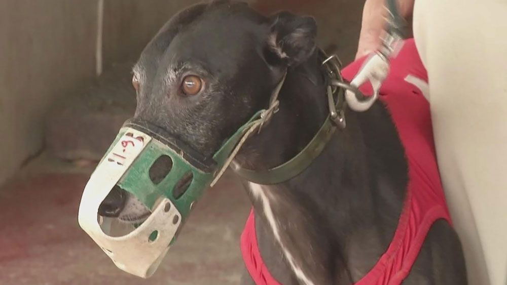 A greyhound waits to race at Sanford-Orlando Kennel Club. Amendment 13 would end racing in Florida if approved. (Spectrum News)