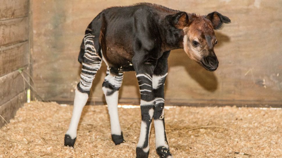 The zoo's female okapi was born in late August. (TampaZoo Facebook page)