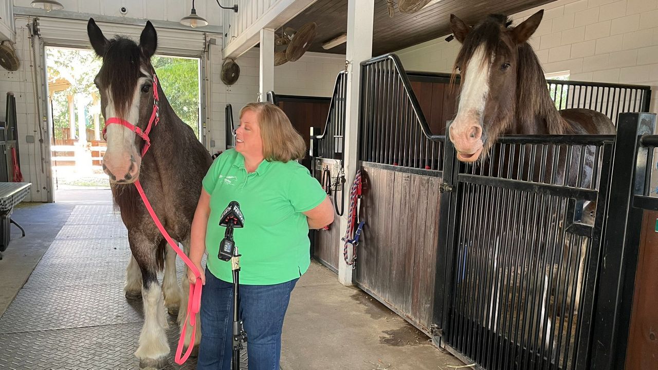 Equine therapy program created for pandemicrelated issues