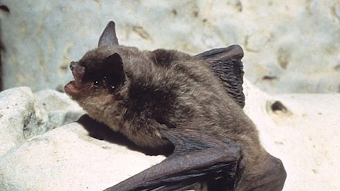 Gray bat