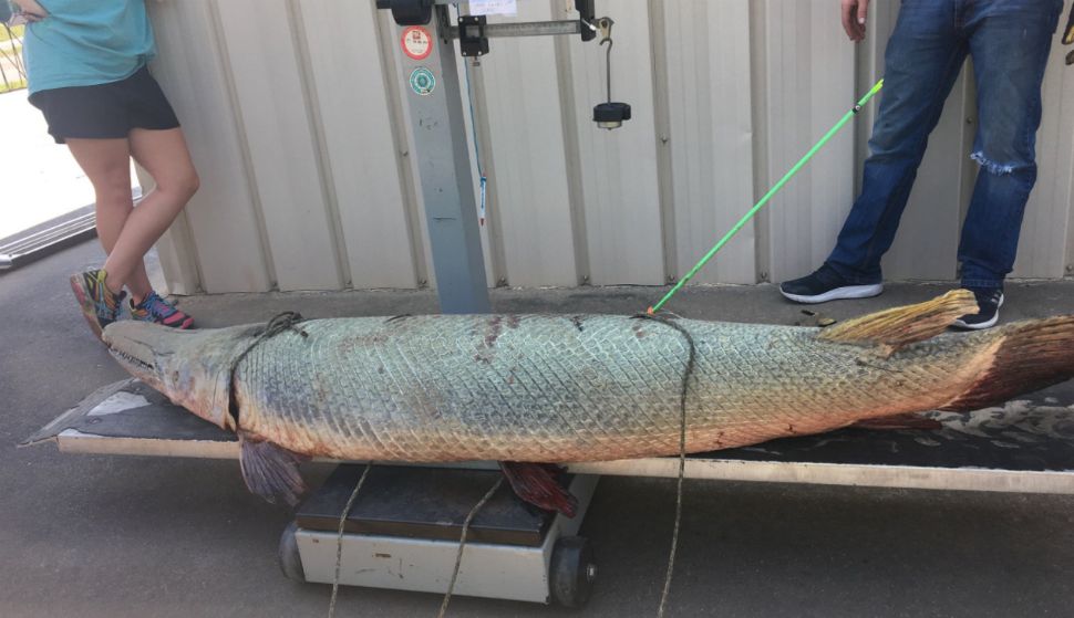 Largest ever alligator gar caught in Brazos River