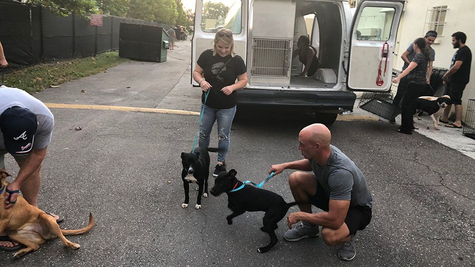 Cats and dogs rescued from a shelter affected by Hurricane Michael were brought to Clearwater to find new homes. (Trevor Pettiford/Spectrum Bay News 9)
