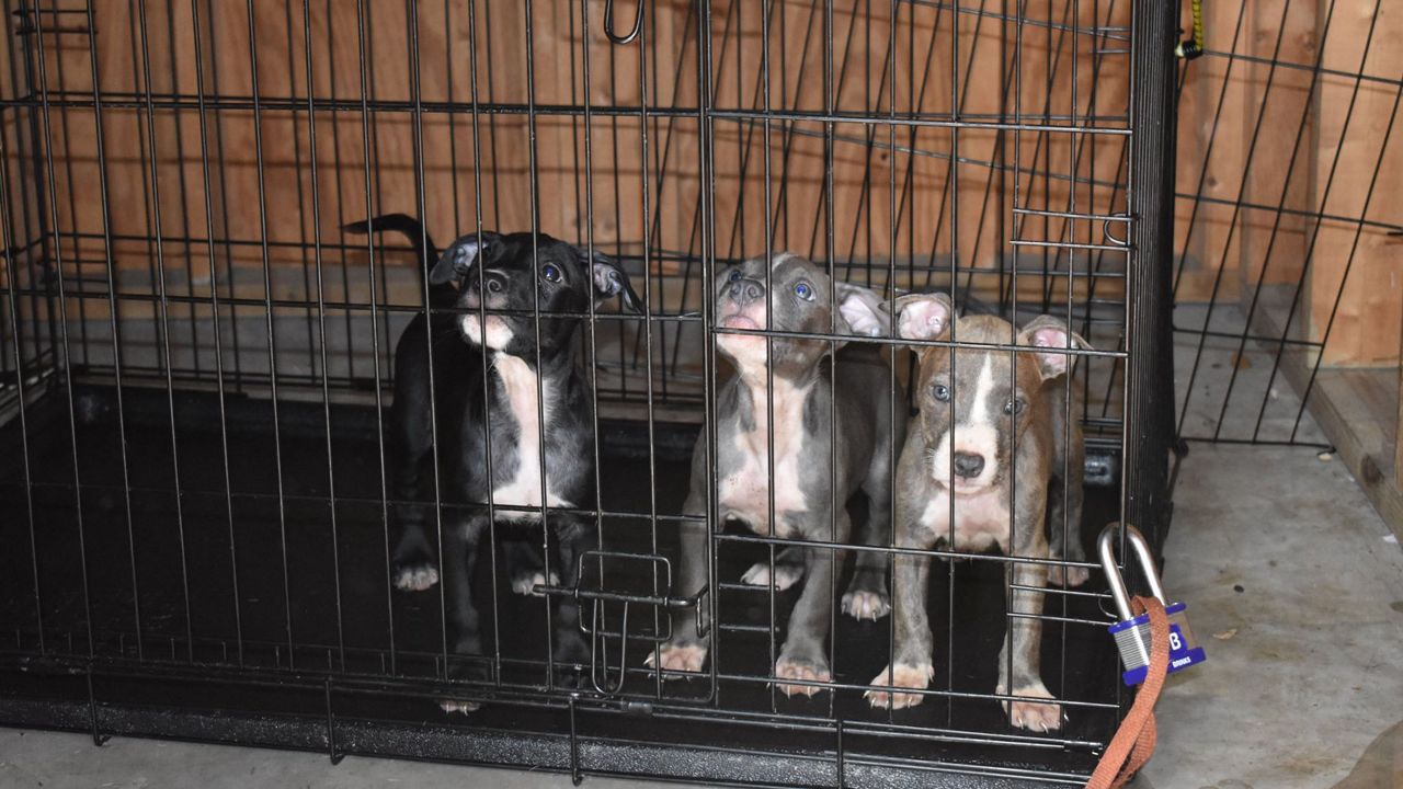 Seven dogs were found abandoned in a storage unit in Brooksville on Tuesday, October 15. The Hernando County Sheriff's Office is looking for info on the dog's owner. 