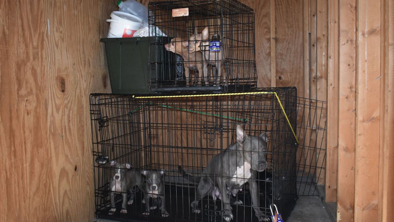 Seven dogs were found abandoned in a storage unit in Brooksville on Tuesday, October 15. The Hernando County Sheriff's Office is looking for info on the dog's owner. 