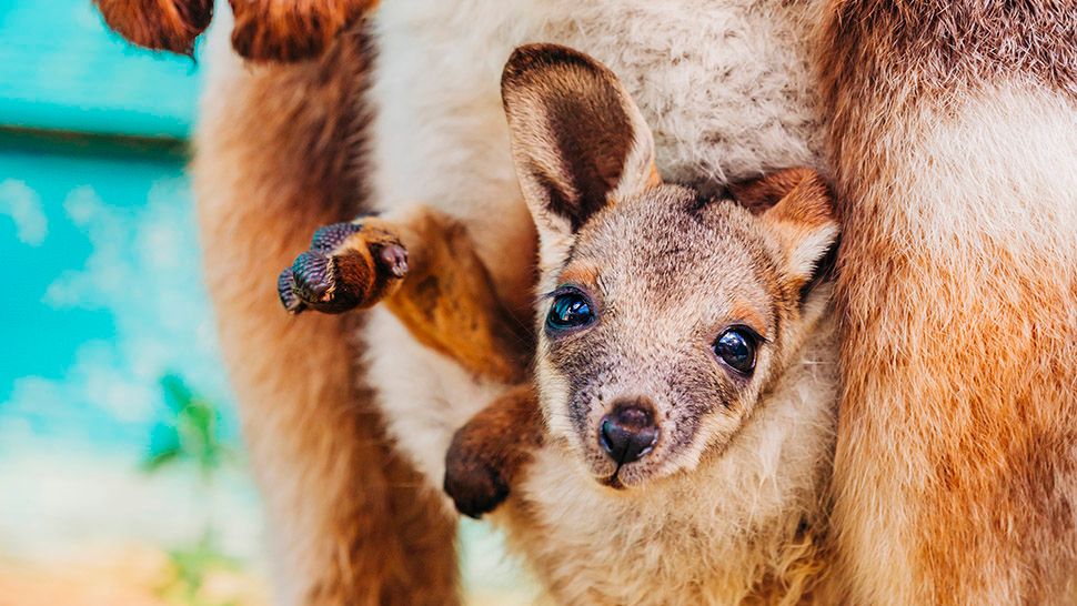 ZooTampa on Tuesday announced the birth of a baby wallaby. (Courtesy of ZooTampa)