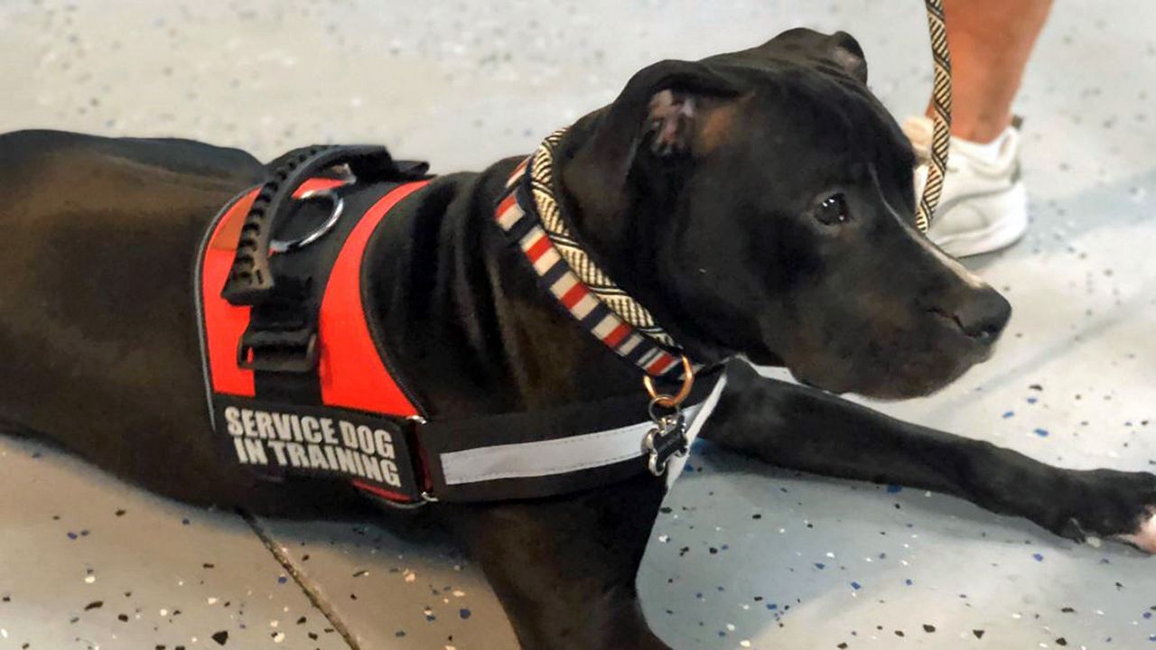 can a pitbull be a service dog in florida