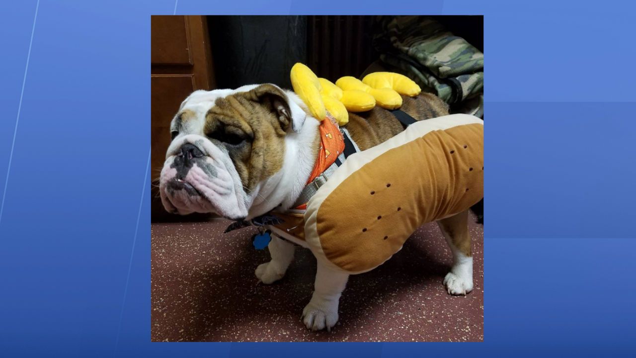 British bulldog clearance costume