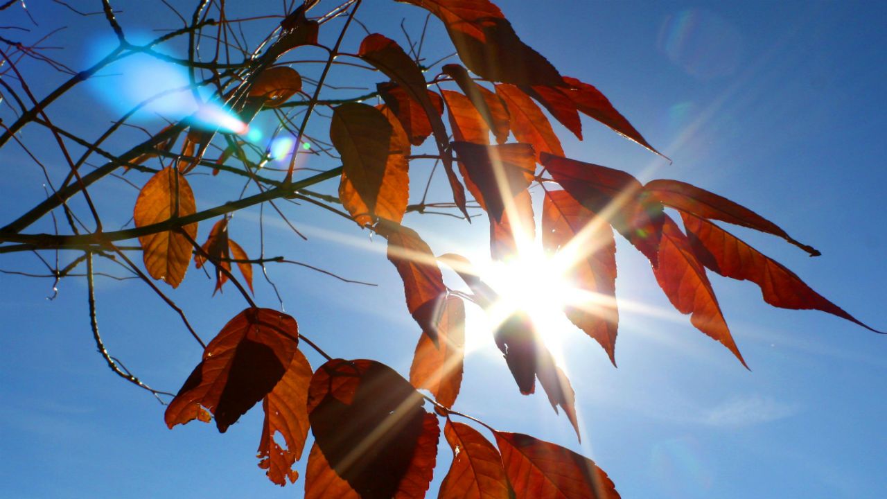Sun shining through fall leaves.