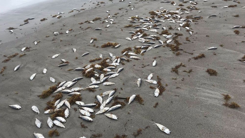 Thousands of dead fish litter Cocoa Beach near Lori Wilson Park.
