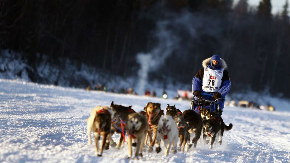 Dogs race in Alaskan Iditarod. 