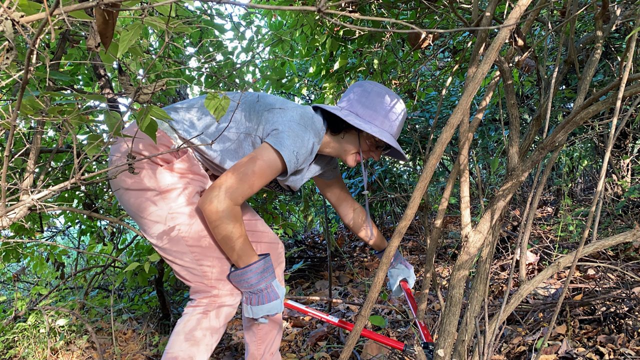 americorps-member-clears-invasive-species-in-commonwealth