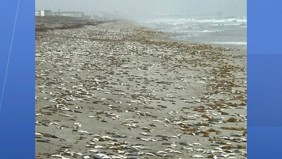 Thousands of Fish Dead on Cocoa Beach