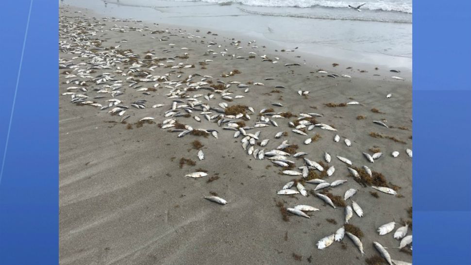 Thousands of dead fish litter Cocoa Beach near Lori Wilson Park on Friday, October 19, 2018. Florida red tide has been detected off the coast of Brevard County. (Greg Pallone/Spectrum News)