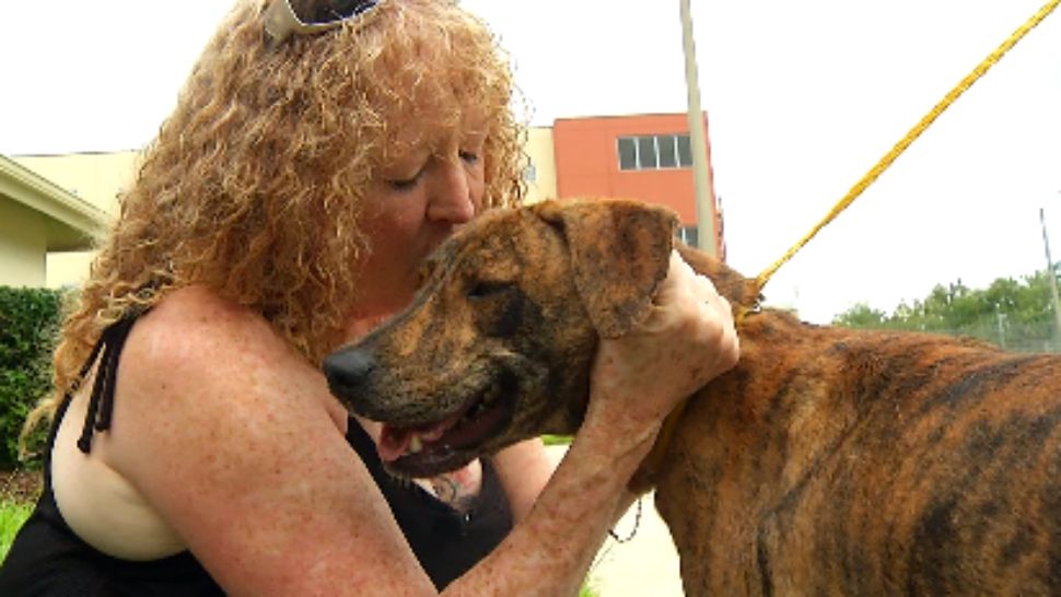 Seminole County Animal Services is now trying to find homes for a dozen dogs from a shelter in the panhandle overwhelmed by an abundance of animals. (Jeff Allen/Spectrum News 13)