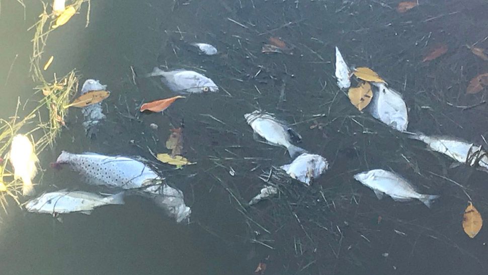 Red tide has caused dead fish and a lingering odor that's keeping residents of one 55-plus community indoors. (Angie Angers/Spectrum Bay News 9)