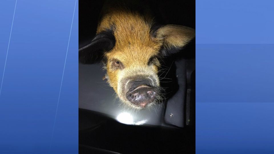 St. Petersburg police found this pot-bellied pig Saturday night. (St. Petersburg Police Facebook page)