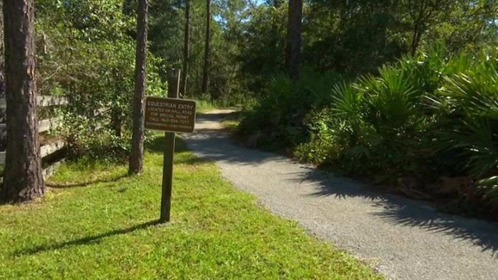 The Polk County Sheriff's Office is cracking down on lewd acts by sending more undercover detectives to county parks, like Gator Creek Reserve. (Spectrum Bay News 9)
