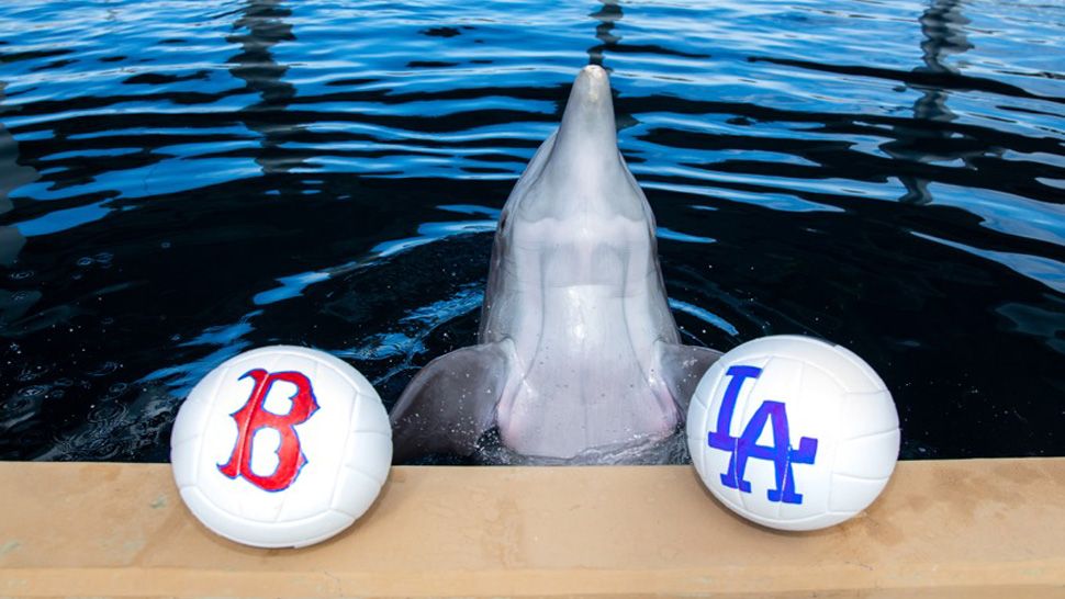 Clearwater Marine Aquarium's very own "psychic" dolphin has made his prediction for the 2018 World Series Championship.