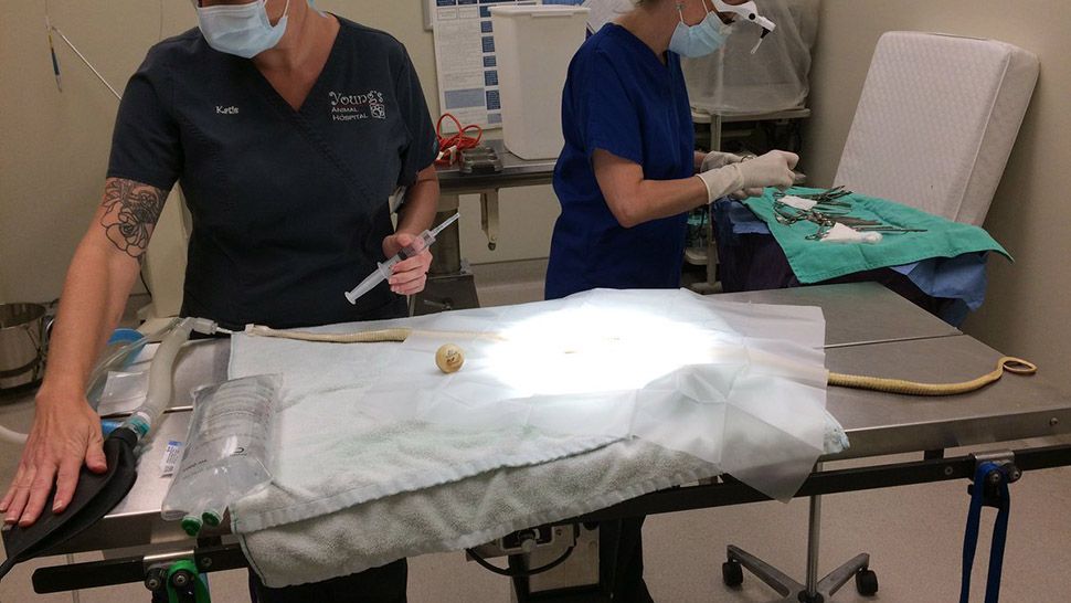 Veterinarians in Titusville removed a ping pong ball from a snake that mistook the object for an egg. (Greg Pallone/Spectrum News 13)