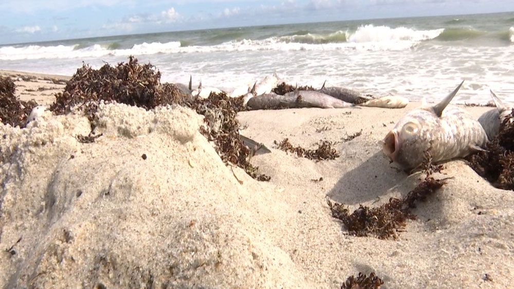 Dead fish litter the beach in Indialantic, victims of a second Florida red tide-related fish kill. (Krystel Knowles, Spectrum News)