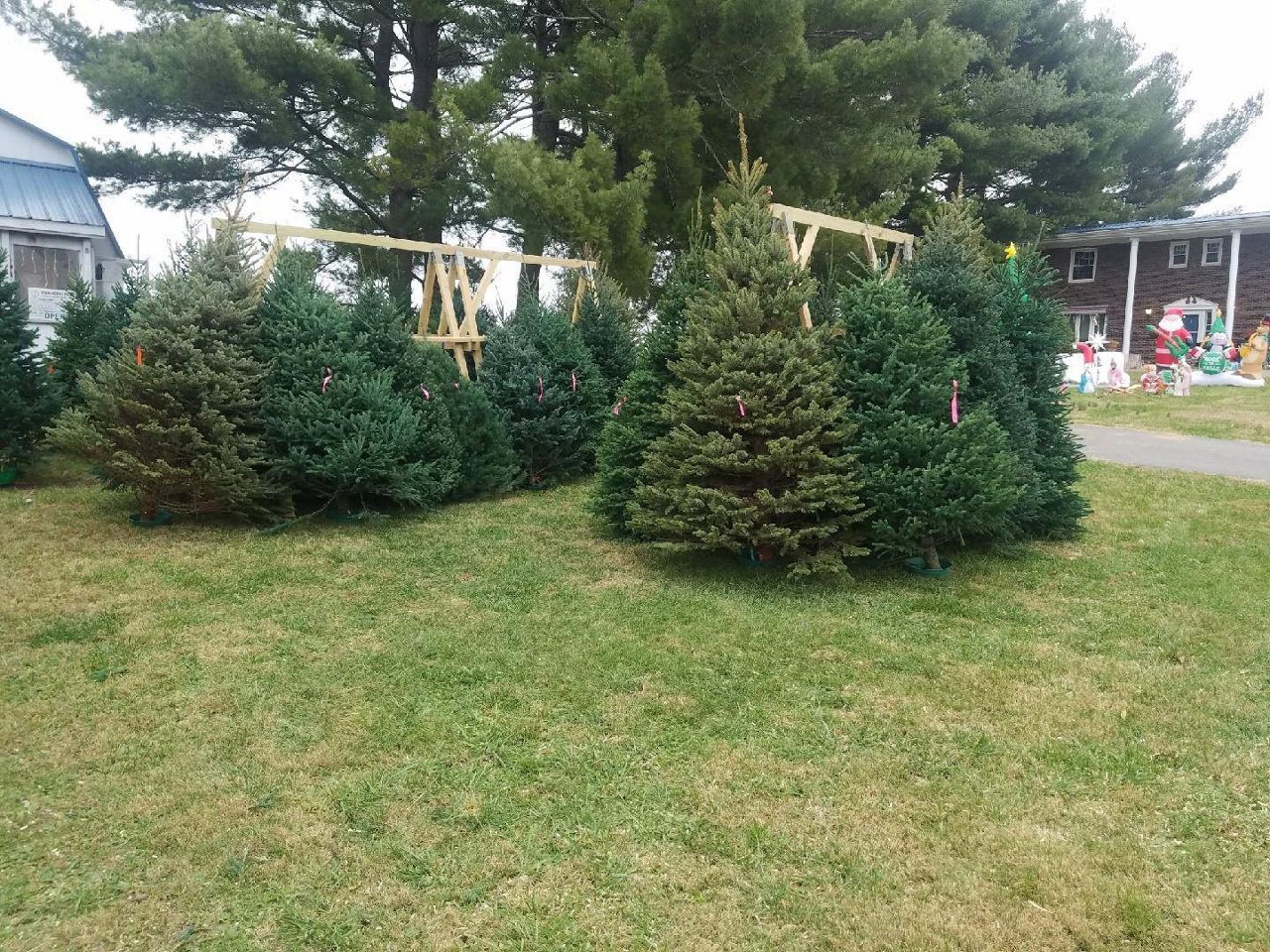 Demand for Christmas trees are high this season