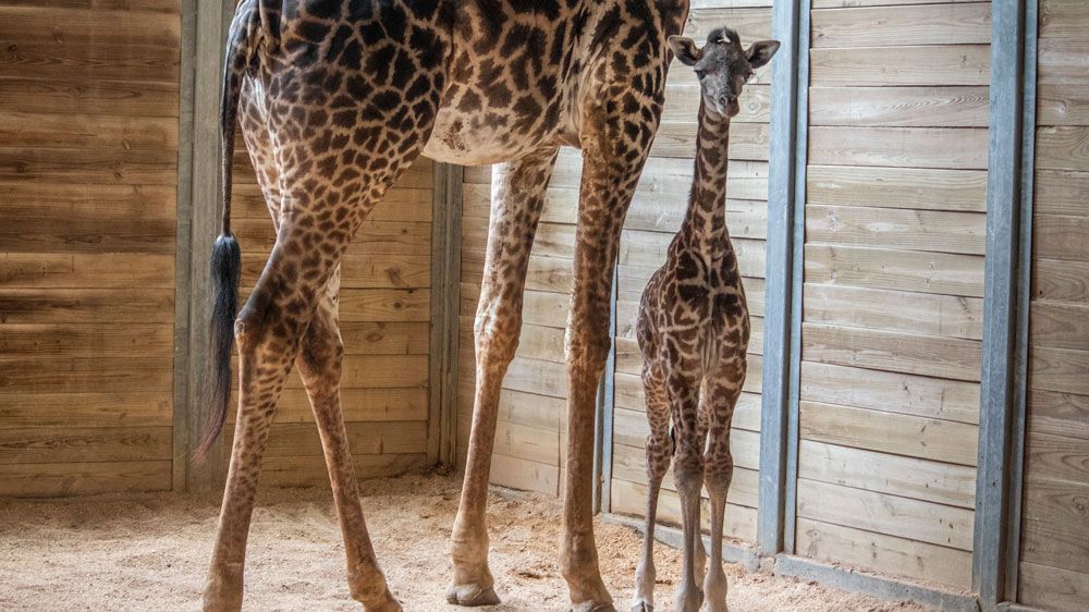 It's a Big Boy! Brevard Zoo Welcomes 158-lb. Giraffe Calf