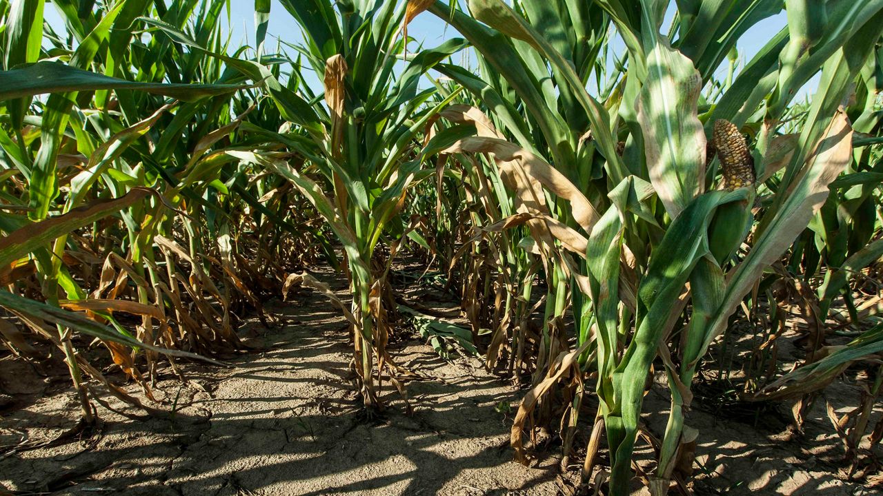 A corn crop stands severely stunted as the result of a punishing drought that has affected much of the USA's Midwest. (AP Photo/Sitthixay Ditthavong)