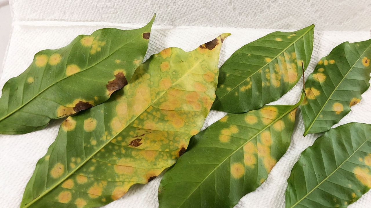 Coffee leaf rust can be identified by its telltale orange-yellow blotches and powdery, rust-colored spores. (Hawaii Department of Agriculture)