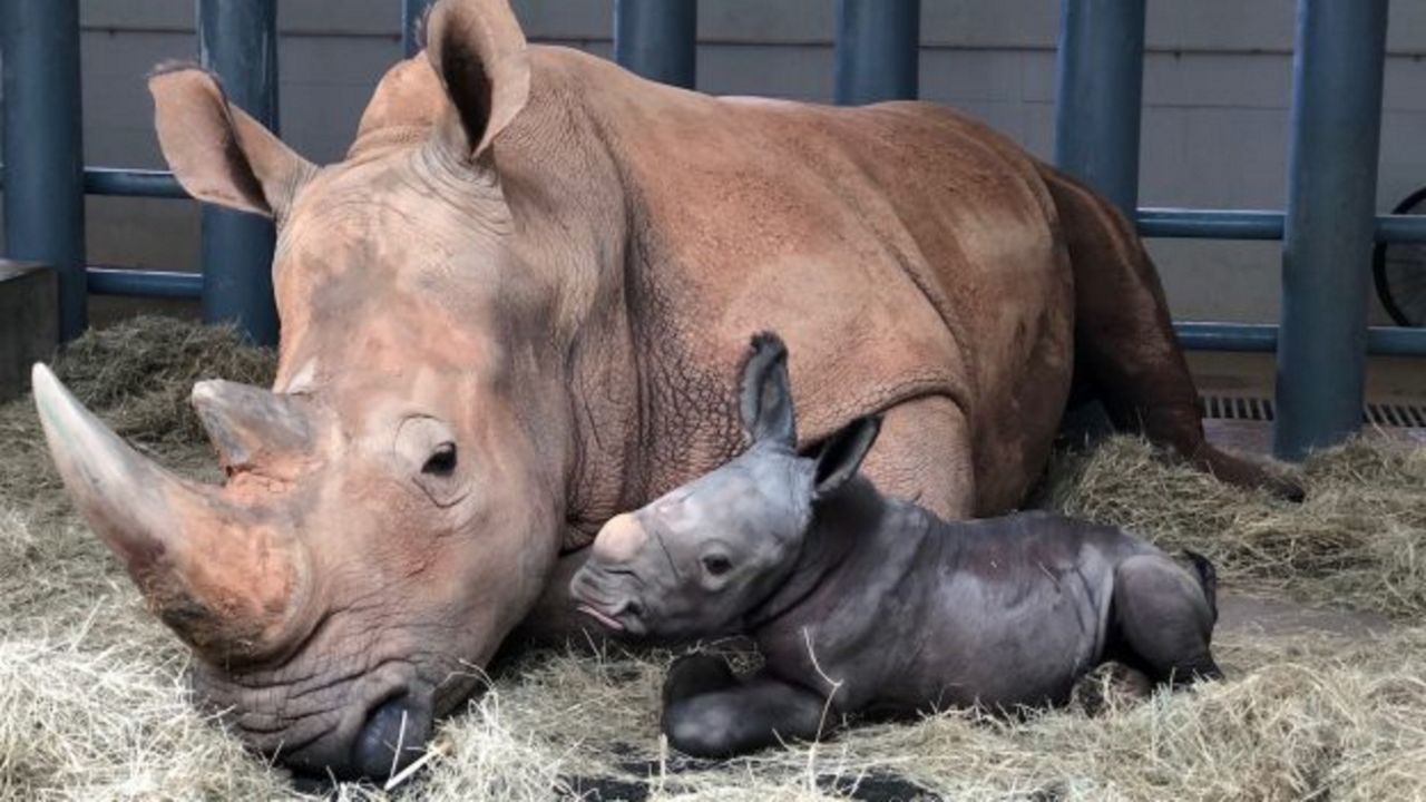 A male rhinoceros calf was born at Disney's Animal Kingdom on Sunday. (Courtesy of Disney Parks)