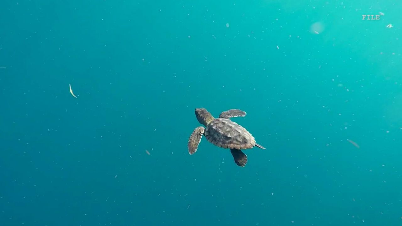 Experts: Warming Climate May Cause Sea Turtle Sex Imbalance