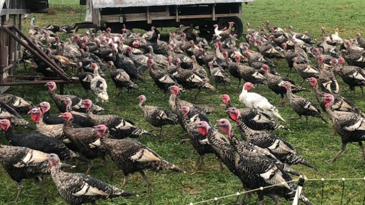 Thanksgiving turkeys could be hard to find in Kentucky - Vimarsana News