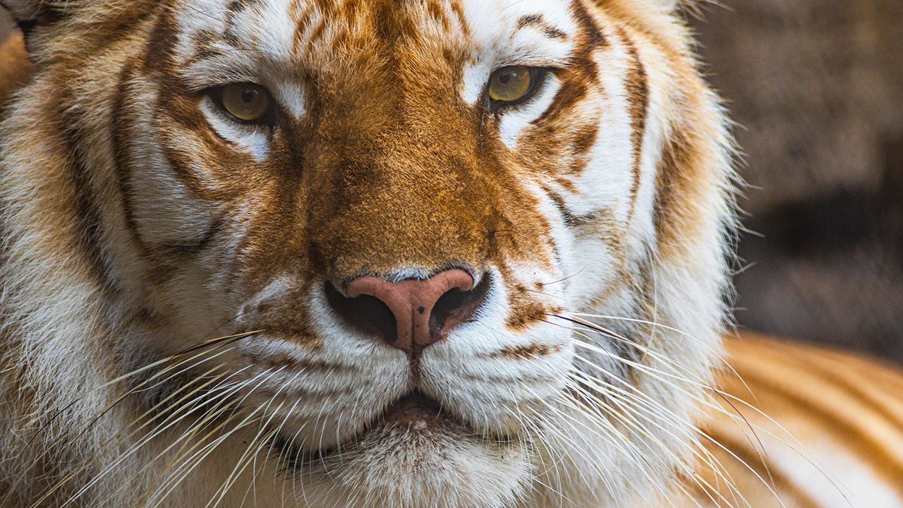 Bala, a 13-year-old Bengal tiger at Busch Gardens Tampa Bay, died after an altercation with her brother, the park announced. (Courtesy of Busch Gardens)