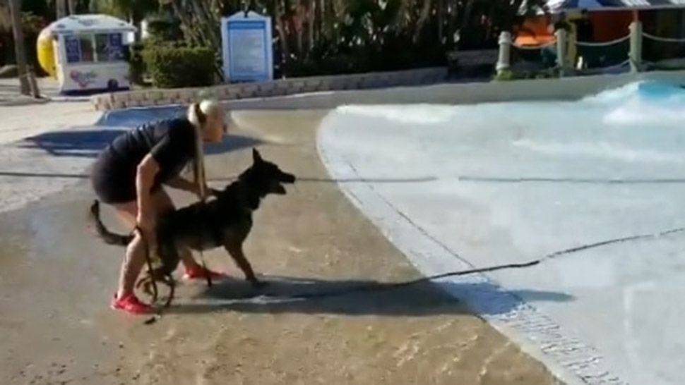 K-9 units in the Tampa Bay area held water training at Adventure Island. (@TampaPD)