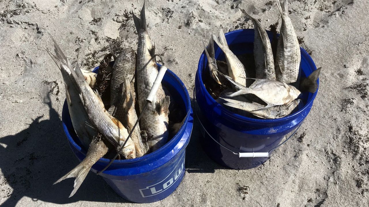 Keep Brevard Beautiful volunteers are cleaning up Brevard County beaches. Thousands of fish are seen for miles across the area's beaches. 