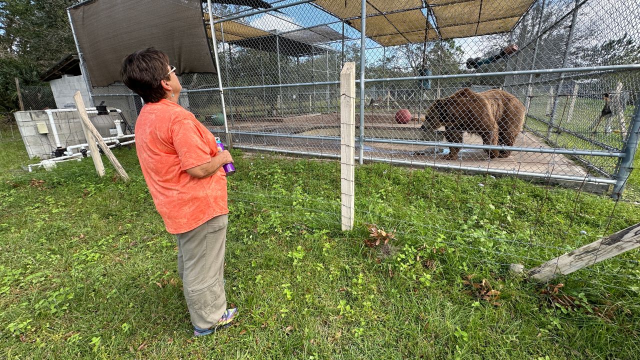 Elmira’s Wildlife Sanctuary CEO Robin Greenwood said hurricanes Helene and Milton certainly weren’t their first storms there, but she did take them more seriously when preparing. (Spectrum Bay News 9/Fallon Silcox)