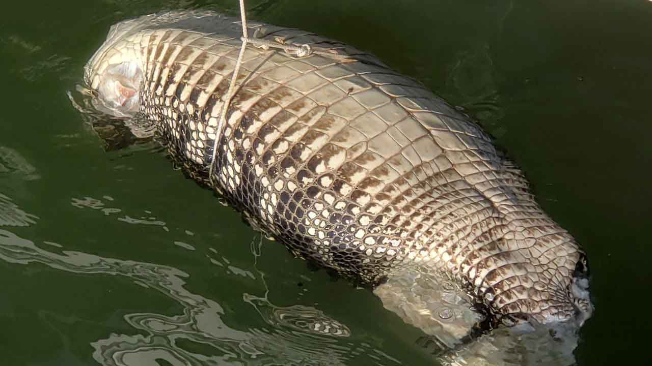 The remains of the alligator were found floating in the water near the Tom Stuart Causeway. (Courtesy: Michael Isham, viewer)