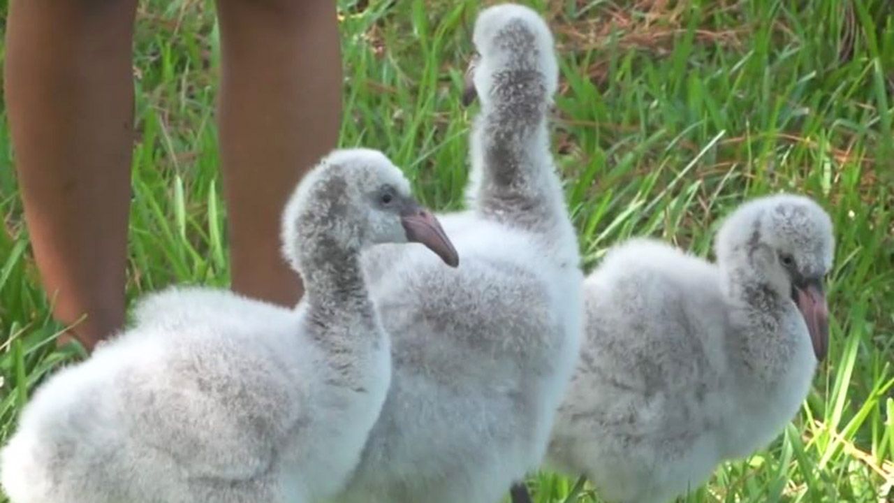 The Brevard Zoo is celebrating its newest additions--three Chilean flamingo chicks which hatched on September 26, 27 and 28. (Courtesy of Brevard Zoo)