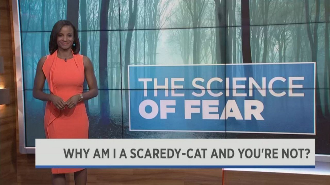 Why am I a scaredy cat and you're not? The science of fright