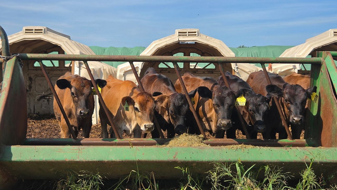 ‘Slap in the face’: Wisconsin dairy farmers brace for impact with imported beef