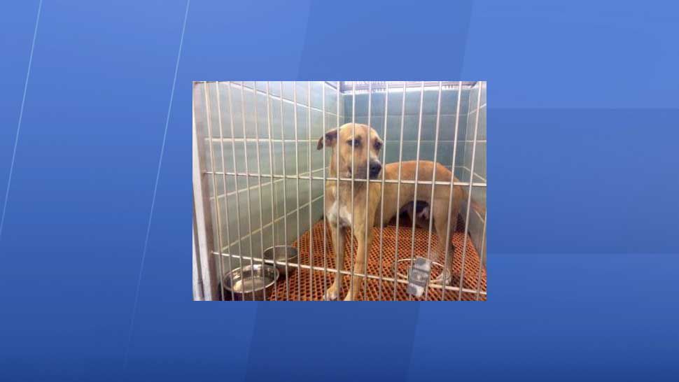 This mixed-breed dog, whose name is Lynnie, is now in the care of Pinellas County Animal Services. Lynnie bit a 7-month-old girl in a home in Clearwater Friday. The toddler later died at the hospital. (Courtesy of Pinellas County Animal Services)