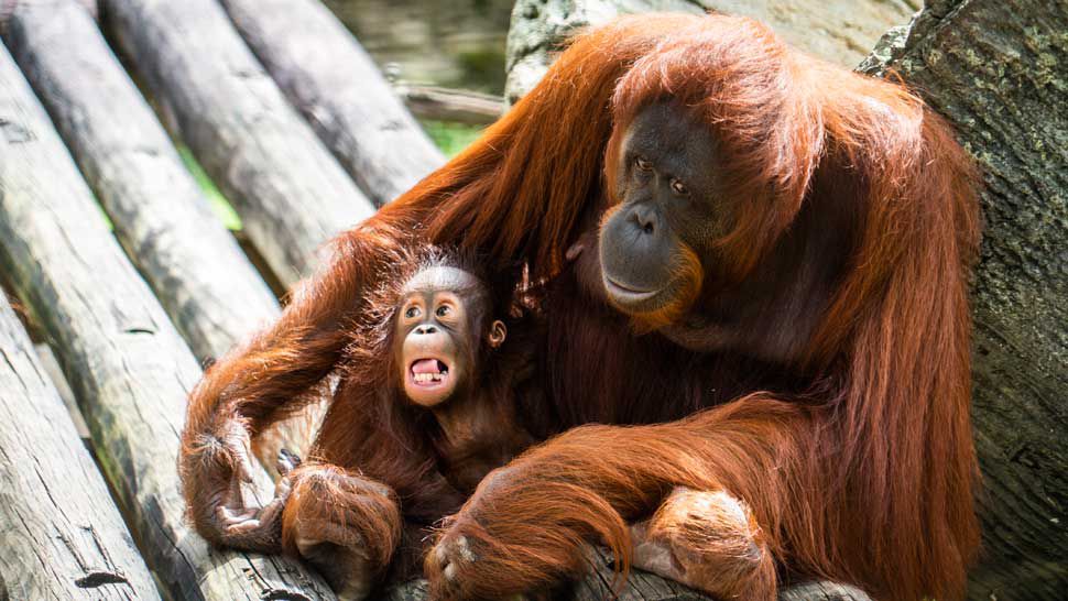 Bornean Orangutans Malu and Luna